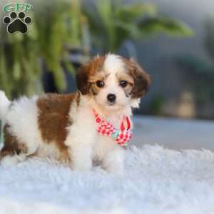 Scout, Cavachon Puppy